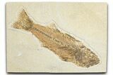 Uncommon Fish Fossil (Mioplosus) - Wyoming #348105-1